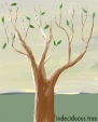 indeciduous tree