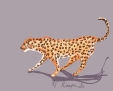 leopard spots